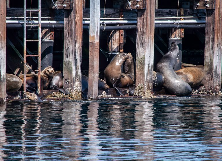 Sea Lions under the pier in Monterey California